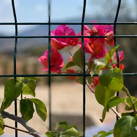 View קסאמיל